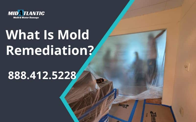 What Is Mold Remediation?